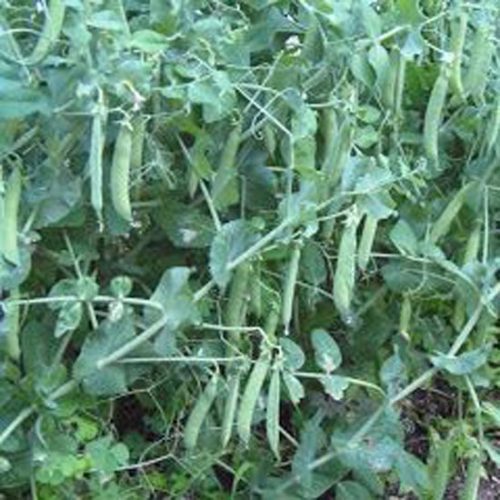 Spring Means Peas